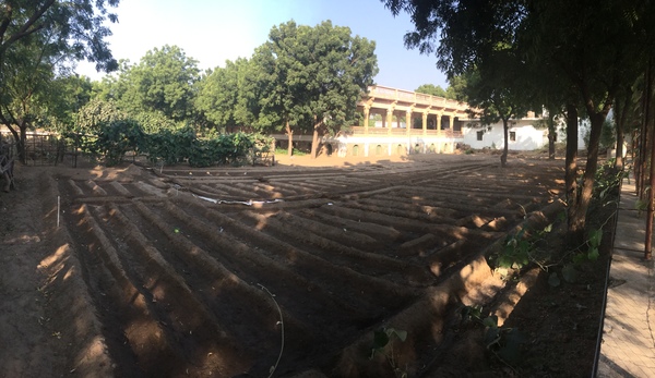 lettuce and tomato salad garden 600